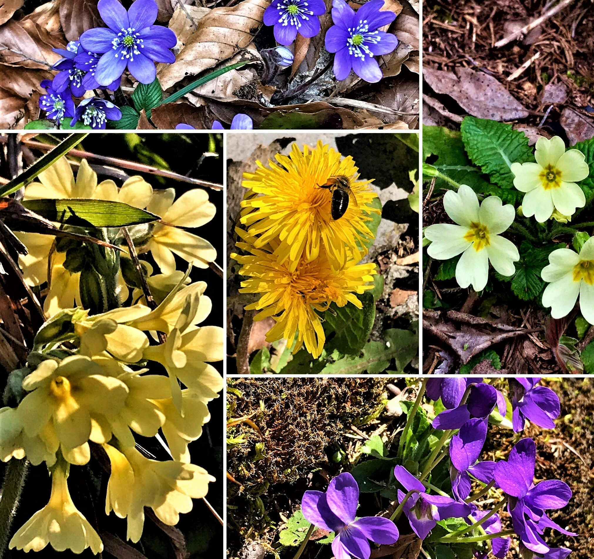 collage of field flowers